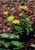 トウカイタンポポ（<i>Taraxacum longeappendiculatum</i> Nakai）