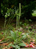 ツボミオオバコ（<i>Plantago virginica</i> L.）