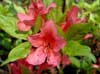 ヤマツツジ(<i>Rhododendron obtusum</i> (Lindl.) Planchon var.<i>kaempferi</i> (Planchon) Wilson）