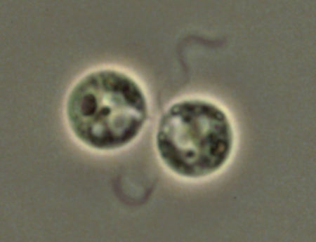 クラミドモナス（学名: <i>Chlamydomonas reinhardtii</i>）