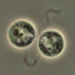 クラミドモナス（学名: <i>Chlamydomonas reinhardtii</i>）