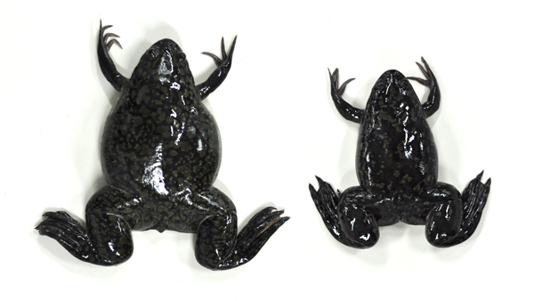 アフリカツメガエル （学名: <i>Xenopus laevis</i>）