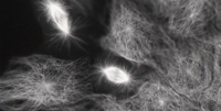 Microtubules_trim1.jpg